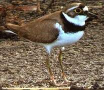 Little Ringed Plover