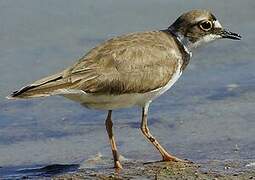 Little Ringed Plover