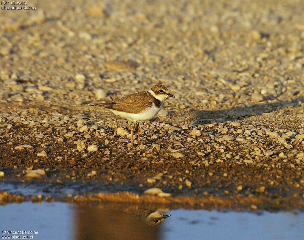 Little Ringed Plover