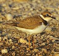 Little Ringed Plover