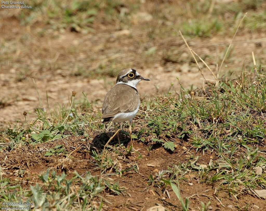 Little Ringed Plover female adult