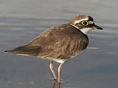 Little Ringed Plover