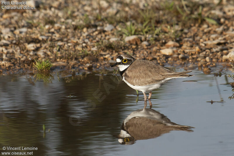 Little Ringed Plover female adult breeding