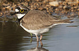 Little Ringed Plover