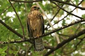 Broad-winged Hawk