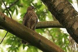 Broad-winged Hawk