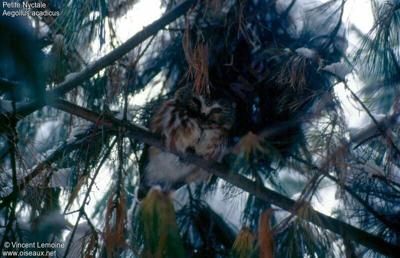 Northern Saw-whet Owl