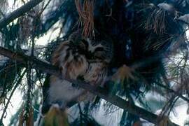 Northern Saw-whet Owl