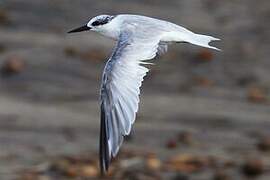 Least Tern