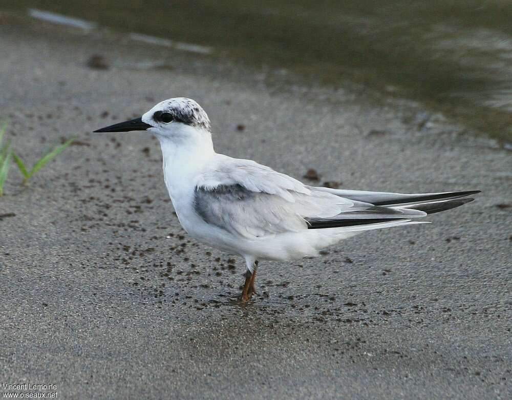 Least TernFirst year, identification