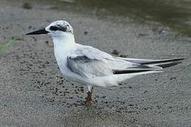 Least Tern