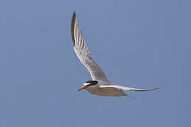 Least Tern