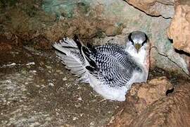 Red-billed Tropicbird