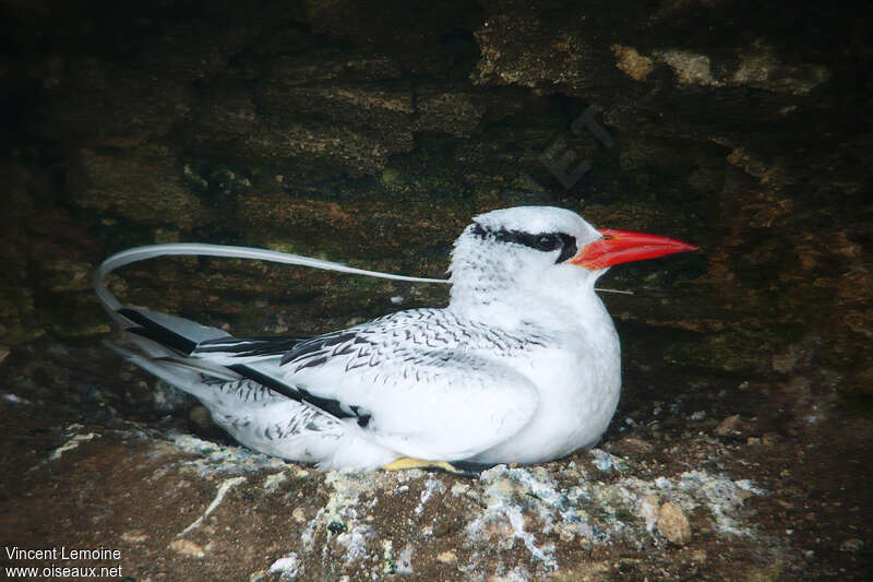 Red-billed Tropicbirdadult breeding, identification