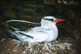 Red-billed Tropicbird