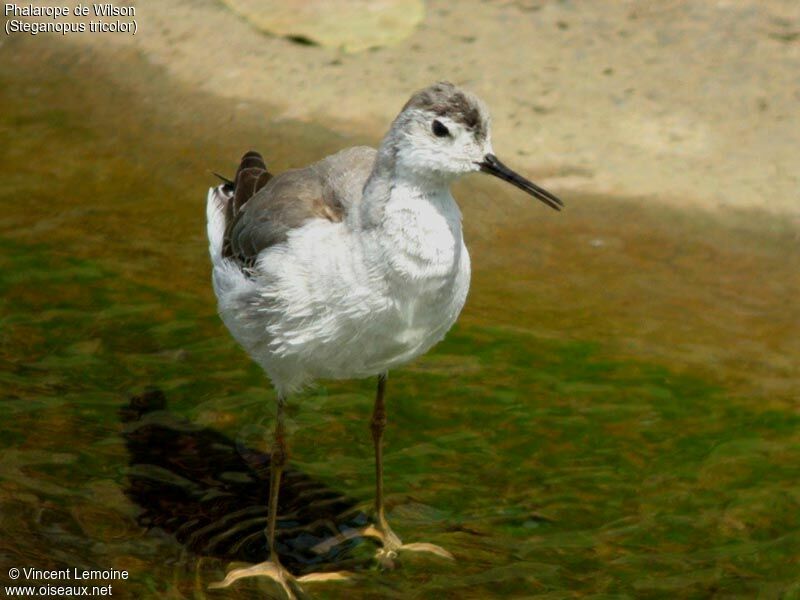 Wilson's Phalaropeimmature