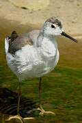 Wilson's Phalarope