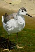 Wilson's Phalarope