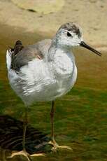 Phalarope de Wilson