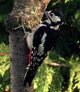 Great Spotted Woodpecker