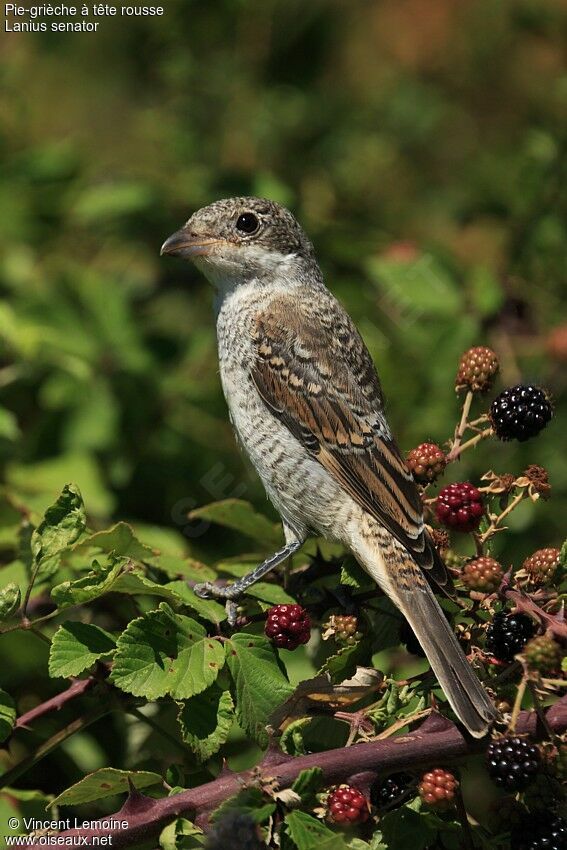 Woodchat ShrikeFirst year