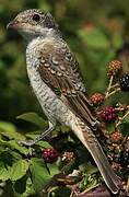 Woodchat Shrike