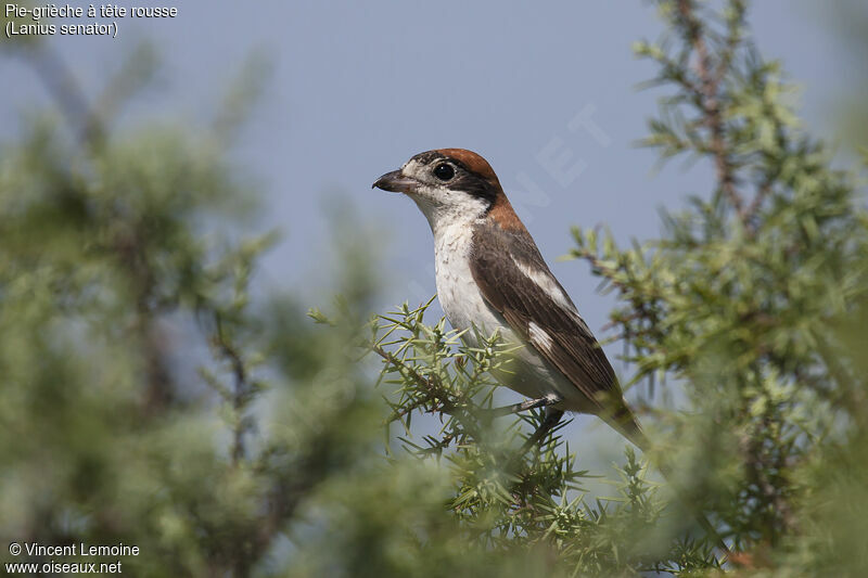 Woodchat Shrike female adult