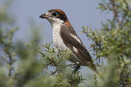 Woodchat Shrike