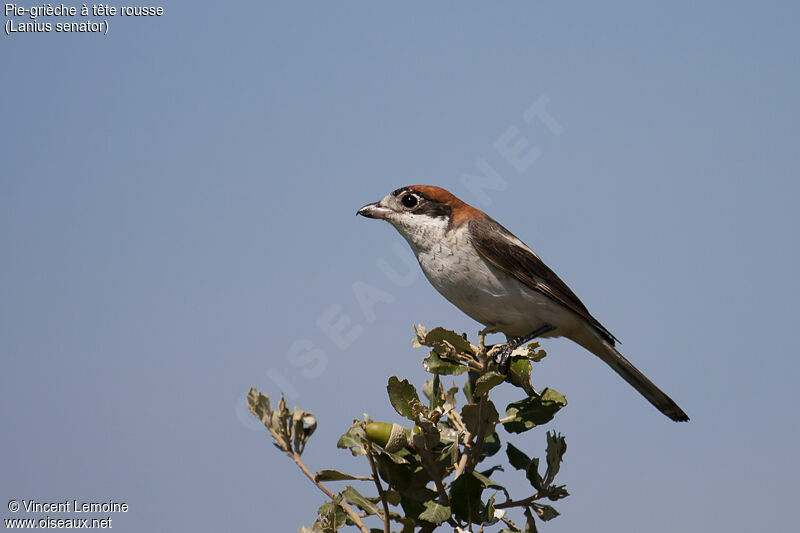 Woodchat Shrike female adult