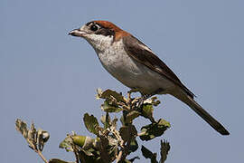 Woodchat Shrike