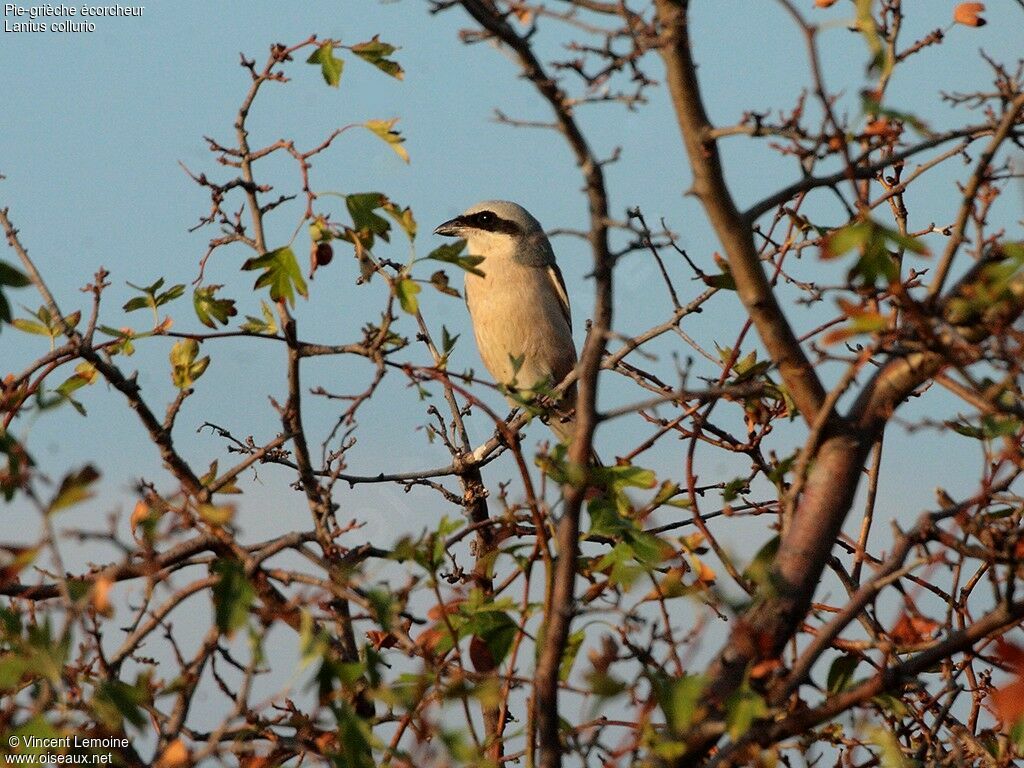 Red-backed Shrikeadult