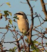 Red-backed Shrike