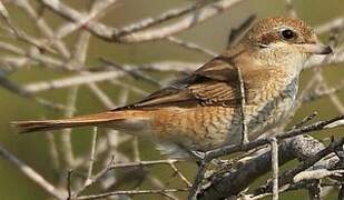 Isabelline Shrike