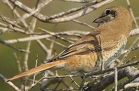 Isabelline Shrike