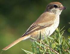 Isabelline Shrike