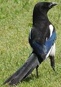 Eurasian Magpie