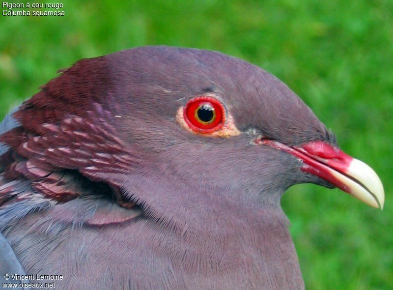 Pigeon à cou rougeadulte