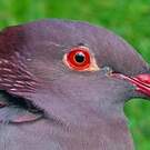Pigeon à cou rouge