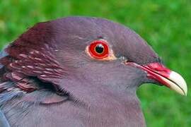 Scaly-naped Pigeon