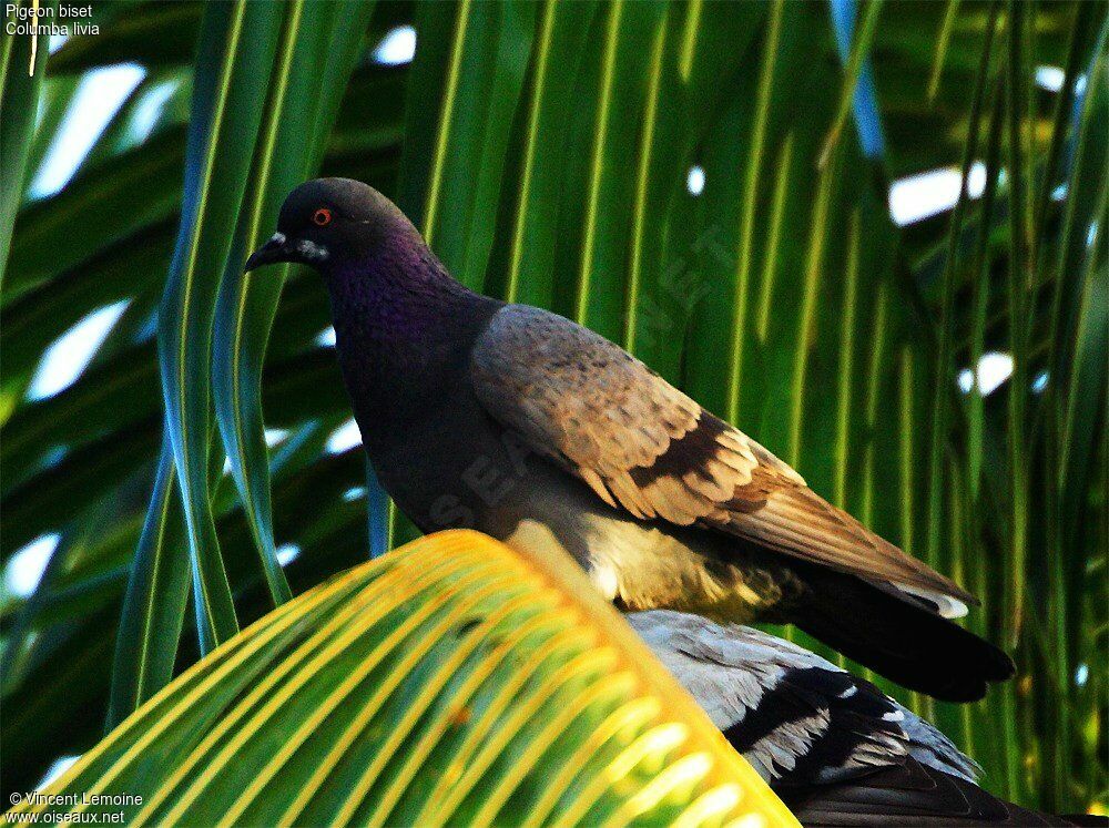 Rock Dove