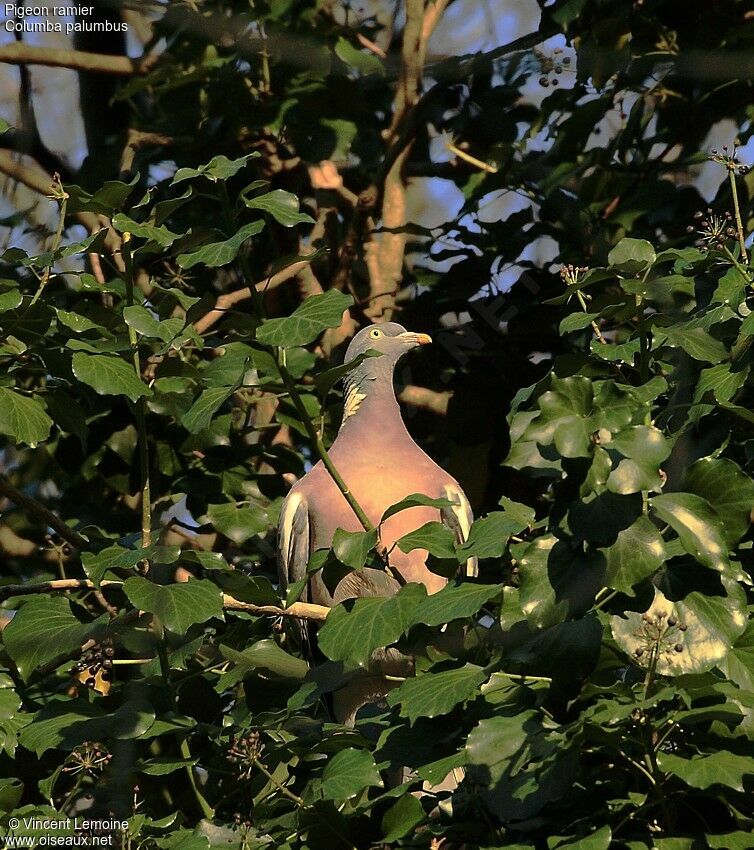 Common Wood Pigeon