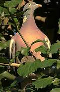 Common Wood Pigeon