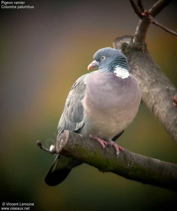 Common Wood Pigeonadult