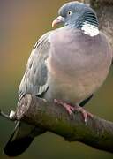 Common Wood Pigeon