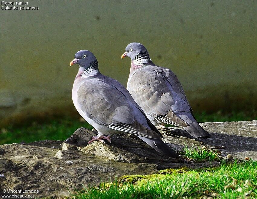 Common Wood Pigeon 