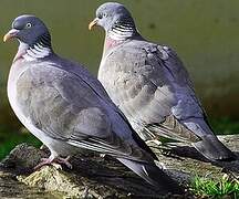 Common Wood Pigeon