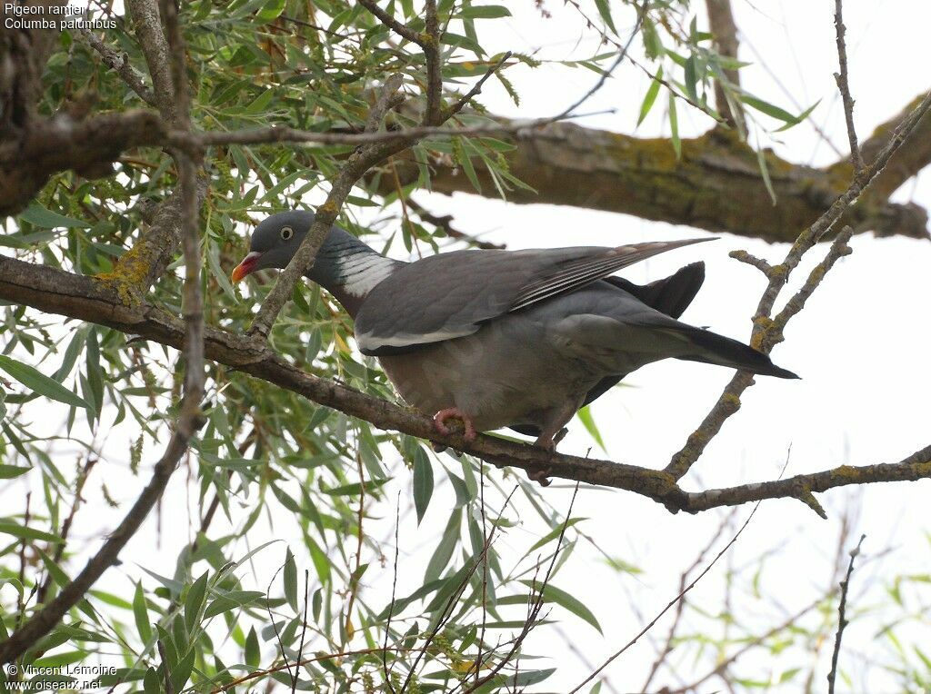 Common Wood Pigeon