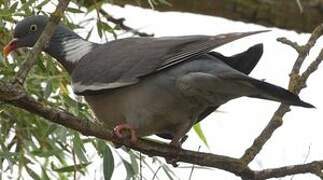 Common Wood Pigeon