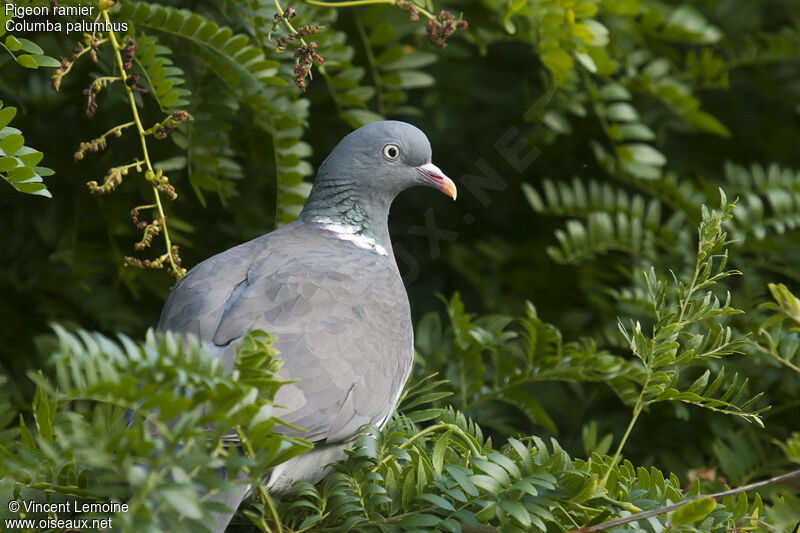 Common Wood Pigeon