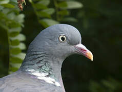 Common Wood Pigeon